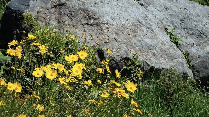 Close up of yellow coreopsis wildflowers blooming in green grass beside large gray rock in bright summer sunlight at Haeundae Blue Line Park in Busan South Korea