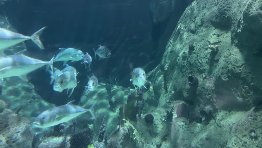 Crevalle jack Caranx hippos swim in a school near a spotted porcupinefish Diodon hystrix resting on the reef. Marine biodiversity, tropical aquarium, underwater ecosystem, ocean wildlife, aquatic life.