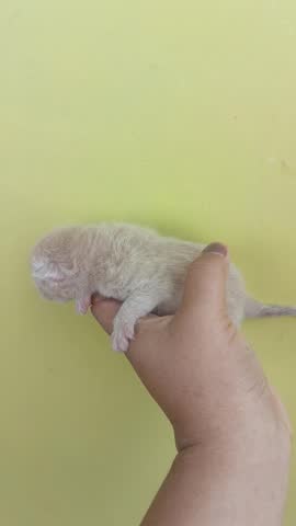 Newborn cream Persian kitten in a human hand