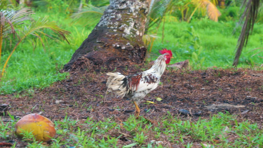 PORTRAIT: Colourful rooster strides across grassy tropical ground with its bright red comb raised high. Authentic village life and backyard poultry in lush Mentawai Islands of West Sumatra, Indonesia.