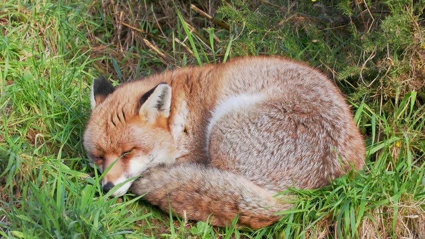 Red Fox Curled in Grass
