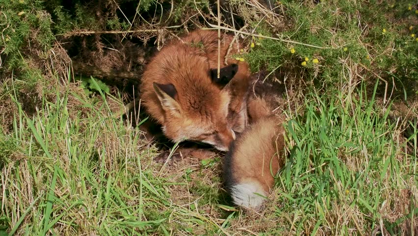 Red Fox Curled in Grass
