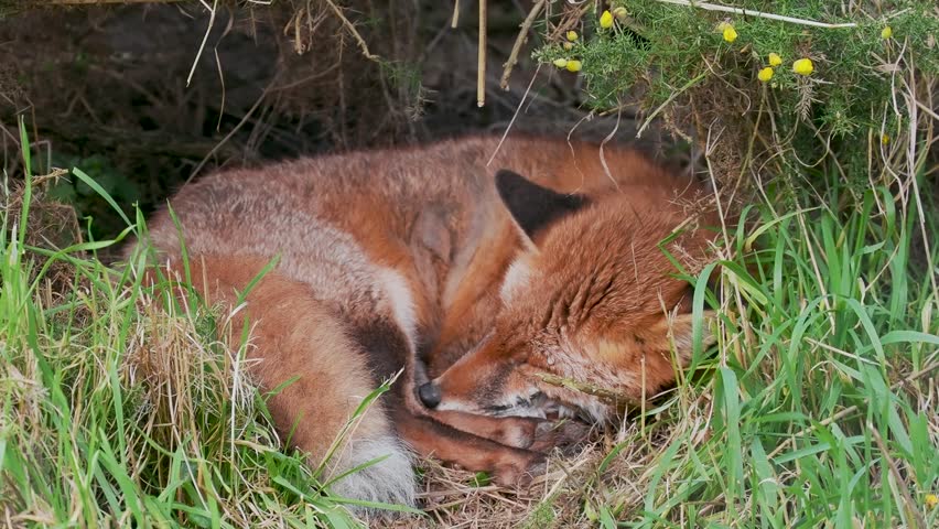 Red Fox Curled in Grass
