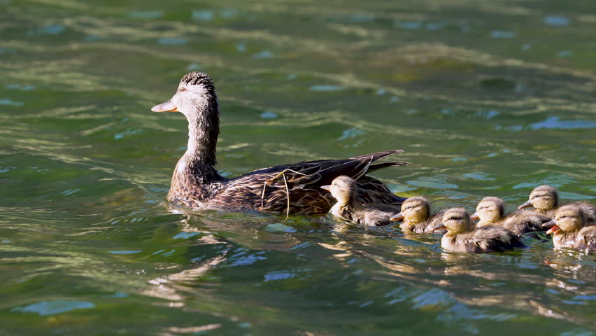 Family of ducks swimming in Provo Canyon in slow motion as babies follow their mother.
