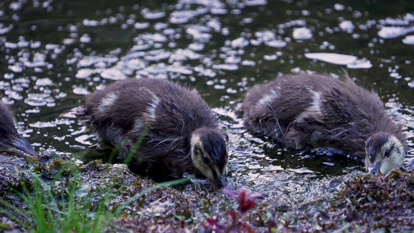 Baby ducks digging in the moss along the bank of Provo River as they feed.
