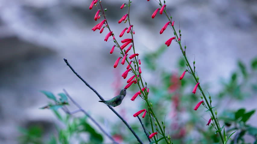 Hummingbird drinking nectar from a firecracker penstemon flower as it flies in slow motion.