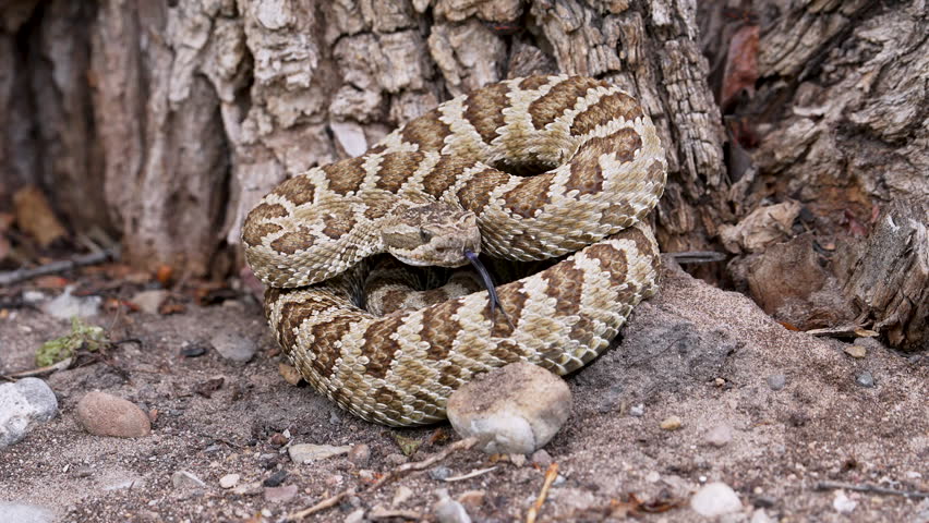 Close up of a Great Basin Rattlesnake as it flicks its tongue in slow motion.