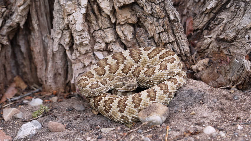 Close up of a Great Basin Rattlesnake as it breathing at the base of a tree.