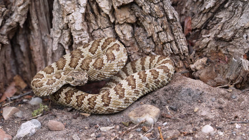 Close up of a Great Basin Rattlesnake as it slowly moves away from the base of a tree.