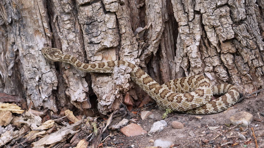 Great Basin Rattlesnake as it slowly climbs the bark of a tree in Hobble Creek Canyon, Utah.