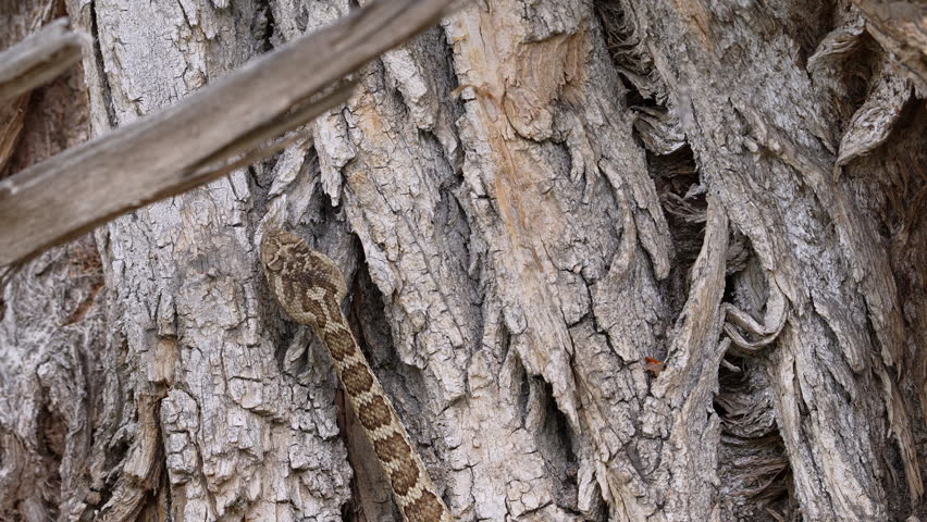 Close up of a Great Basin Rattlesnake moving on tree bark at the base of a tree in Utah.