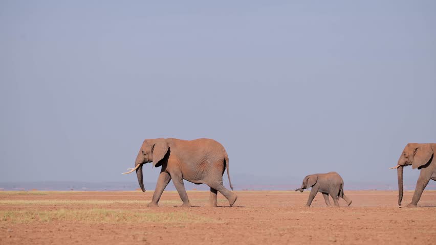 Cinematic Slow Motion African Baby Elephant with Mother Together in Amboseli, Elephants Family Herd Walking in a Line on the Dry Lakebed, Africa Safari Animals and Wildlife in Kenya.