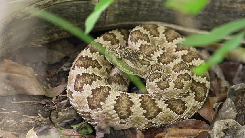 Great Basin Rattlesnake curling up to camouflage in the leaves in the Utah wilderness.