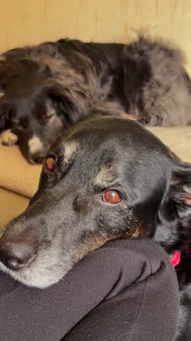 Two domestic dogs relaxing on a couch at home. One dog rests in the foreground while another sleeps in the background, creating a calm and cozy indoor scene.