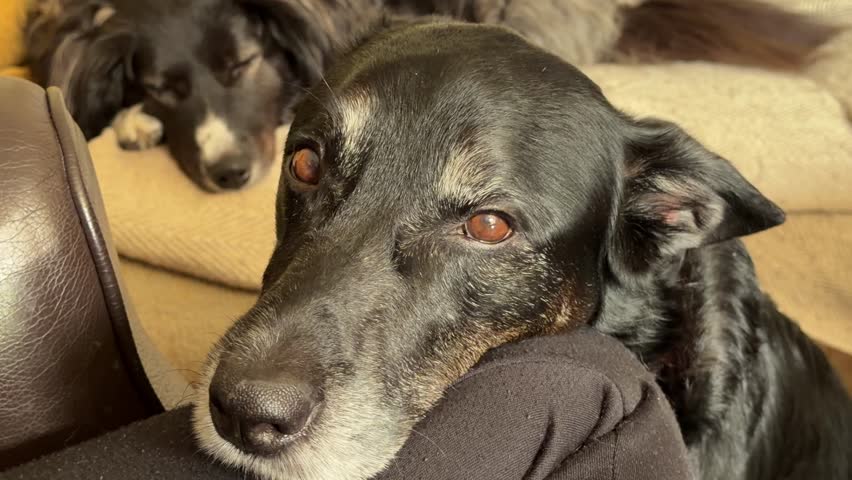 Close-up view of two domestic dogs resting on a couch at home. One dog looks toward the camera while another sleeps in the background, creating a calm and cozy indoor scene.