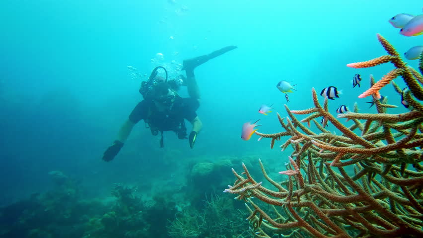 Scuba diver encountering colorful tropical fish swimming among stunning branching coral formations on the famous Rainbow Reef, exploring rich marine biodiversity in clear Fiji Islands waters