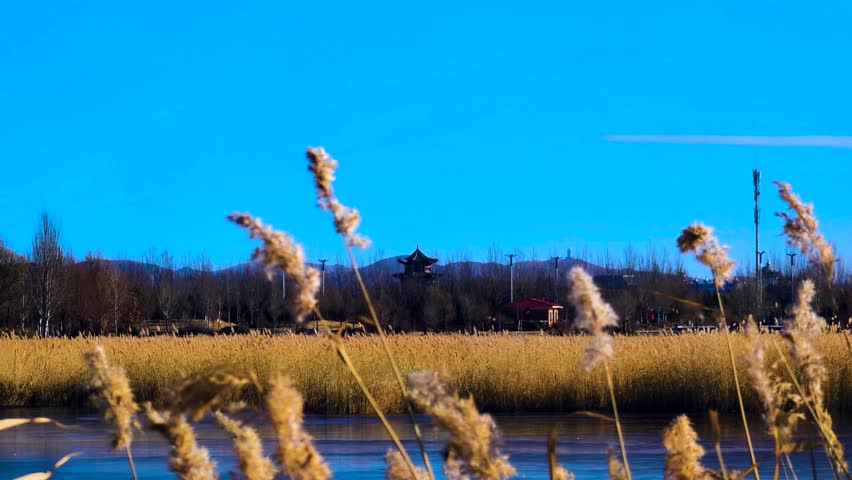 Winter landscape with golden reeds and frozen river pond in dry marshland
