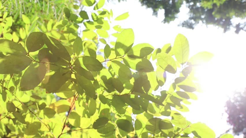 Sunlight Filtering Through Fresh Green Tree Leaves in a Peaceful Spring Forest Setting