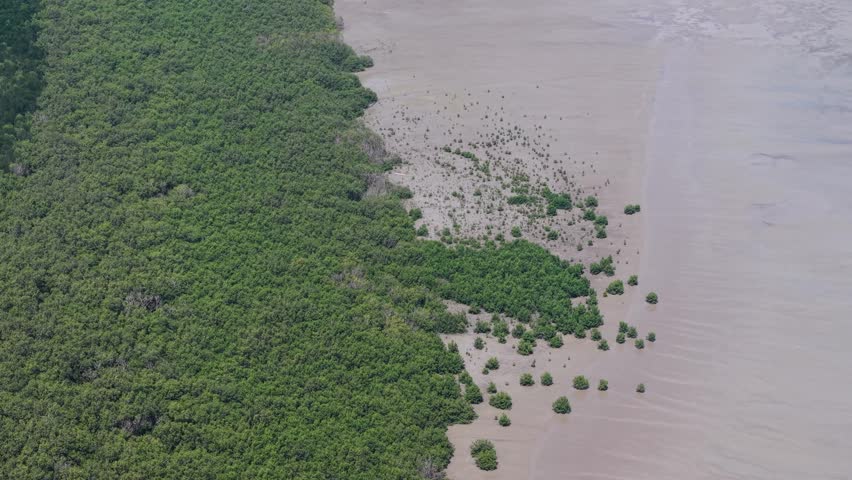 Aerial showing the sharp contrast between a dense green forest and sea