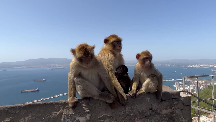 Family of Barbary macaques including tiny baby sitting on stone wall at Rock of Gibraltar viewpoint overlooking blue bay coastline and distant landscape beneath clear sky