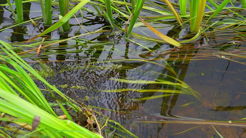 Water Flow Creating Ripples Around Reeds in Shallow River