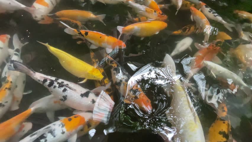 Koi carp broodstock in very clear pond water with various colors and sizes, fish that attract good luck, close-up footage of koi fish, top camera angle