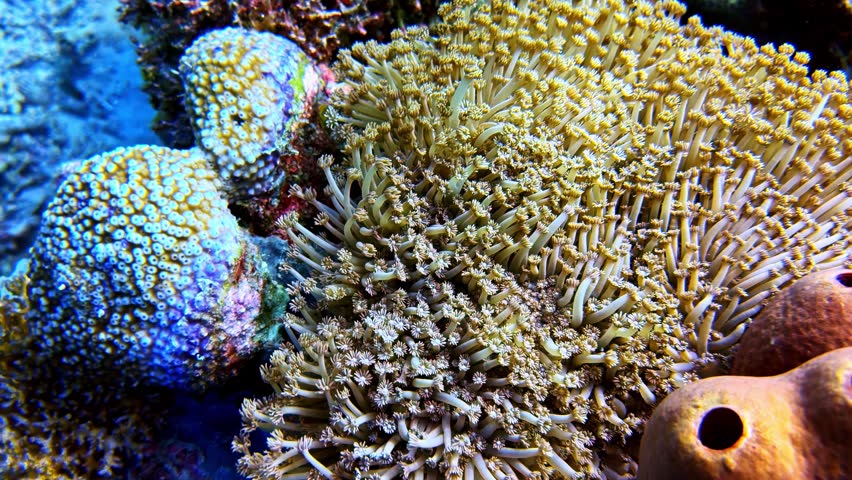 A blue-gloved hand gestures toward dense yellow coral polyps beside holed orange barrel sponges.