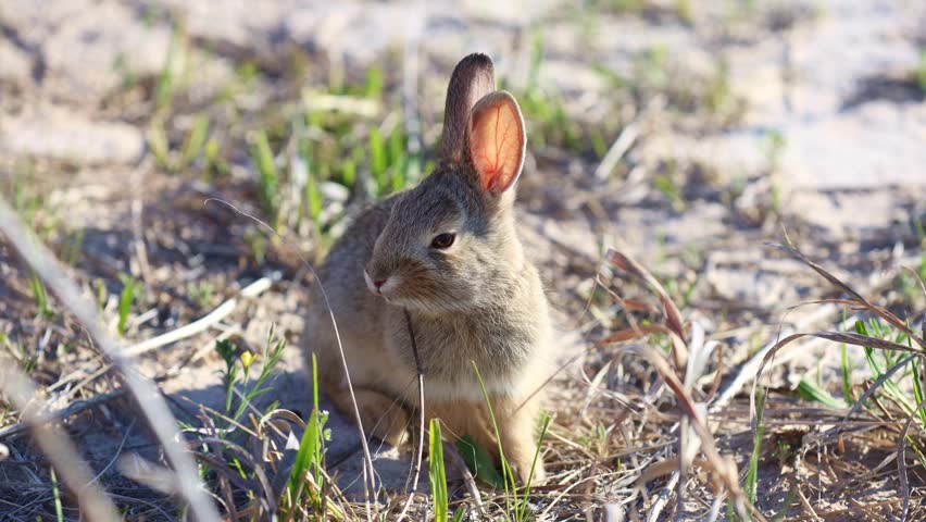 Cute wild rabbit eating grass at Badlands National Park in South Dakota