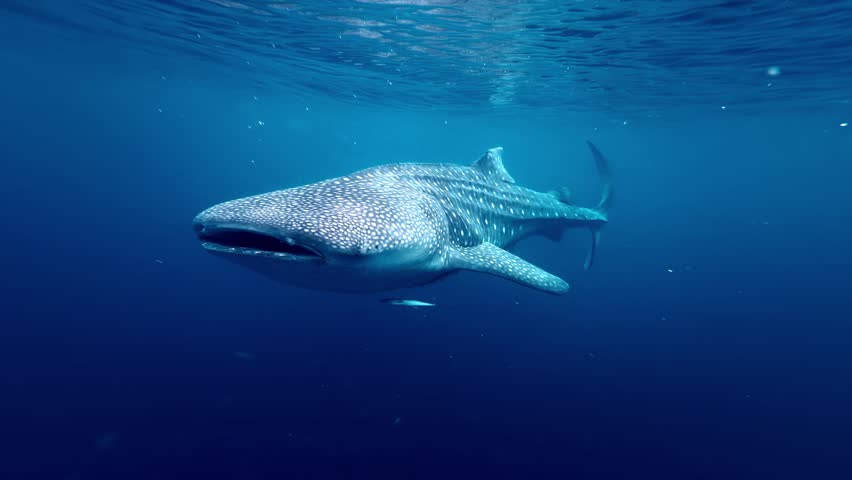 Solitary whale shark glides in full side profile through vivid blue open water near the surface - Sogod Bay, Padre Burgos Pintuyan