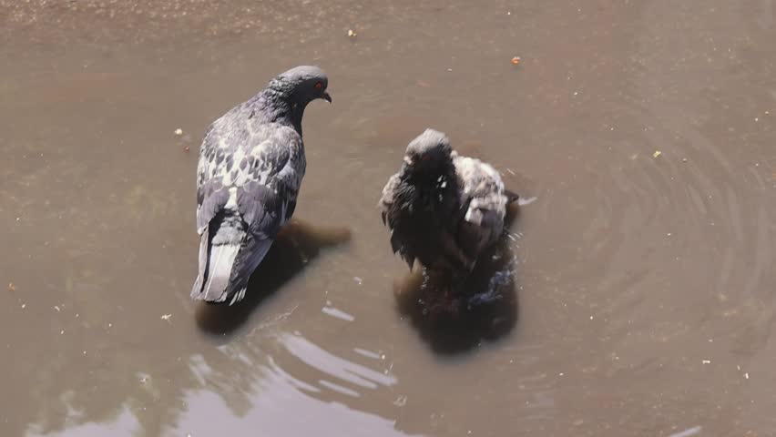 Two Pigeons Bathe in Puddle of Water at City Street Sunny Day