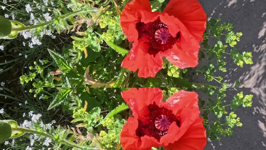red poppies on the field in grass in mirror