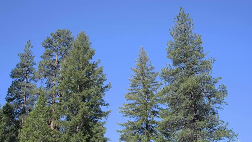 Tall Ponderosa Pine trees against a deep blue sky in central Oregon