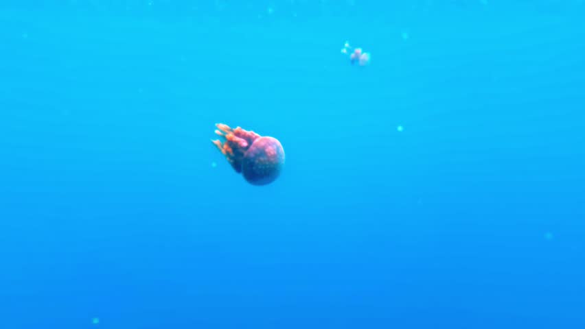 Solitary pink spotted jellyfish with orange tentacles floats freely in an expanse of clear blue water.