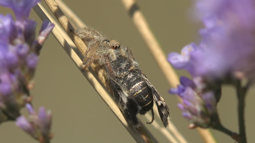 jumping spider (Salticidae) grips a captured wild bee on a dried stem, feeding on its prey among blooming lavender. This macro nature scene captures a moment of predation, with the spider