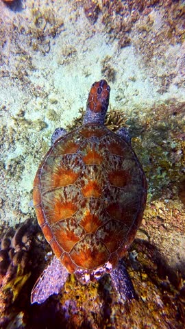 Green sea turtle glides above sandy coral seabed, shot from above revealing shell detail.