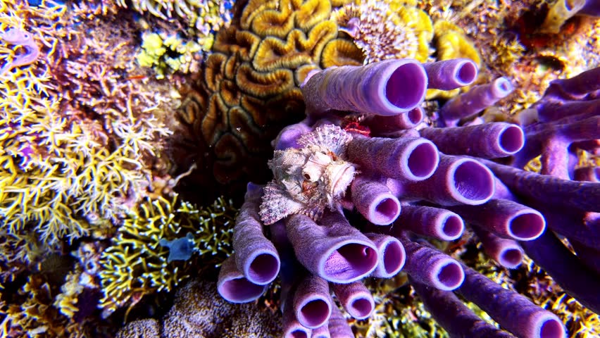 Cluster of purple tube sponges with a camouflaged hermit crab nestled at the center of the reef.