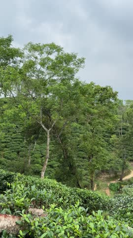 Lush green tea plantation terraces cascade down to a tranquil pond dotted with lily pads surrounded by dense forest and trees under an overcast sky