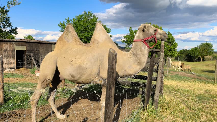 The Bactrian camel, Camelus bactrianus is a large, even-toed ungulate native to the steppes of Central Asia. The Bactrian camel has two humps on its back High quality 4k footage