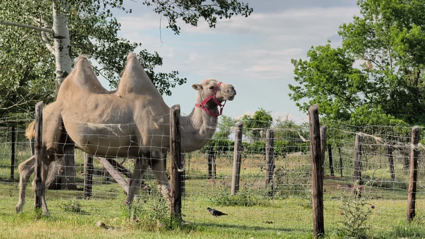 The Bactrian camel, Camelus bactrianus is a large, even-toed ungulate native to the steppes of Central Asia. The Bactrian camel has two humps on its back High quality 4k footage