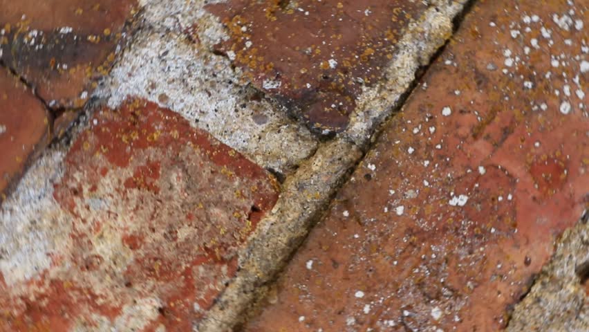 Extreme close up of a damaged and aging brick wall surface, revealing details of the rough, weathered texture, with patches of moss, lichen, and efflorescence highlighting its decay