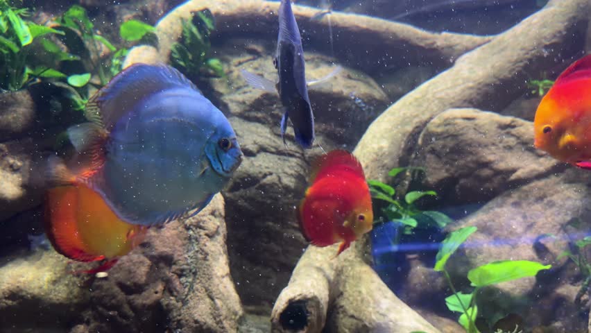 Blue discus Symphysodon aequifasciatus and red discus Symphysodon haraldi swimming among aquatic plants and driftwood in a freshwater aquarium. Tropical fish collection, ornamental aquaculture, underwater biodiversity