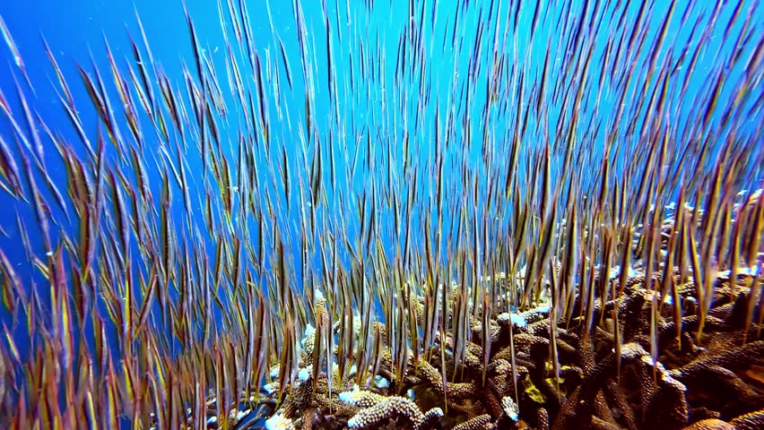 Long slender needlefish stand vertically in formation above a coral reef in crystal blue shallows.