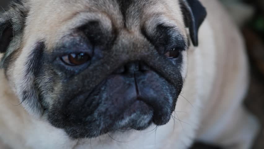 Close-up of a cute pug looking around attentively and then turning its head away. Charming purebred dog with sad brown eyes and funny wrinkles on its face.