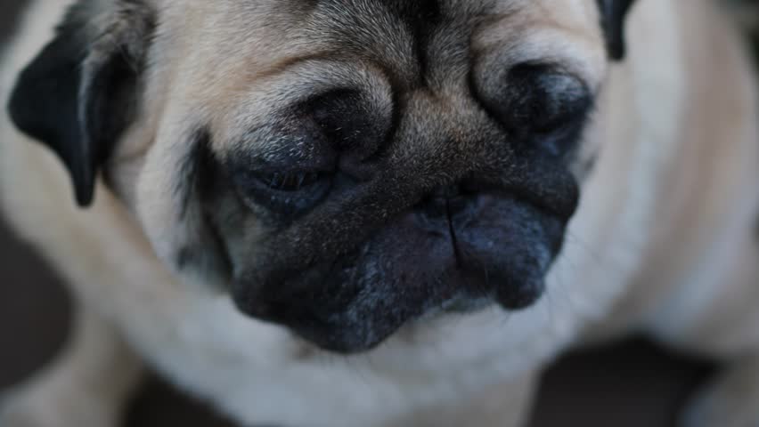 Close-up high angle view of a sad pug face slowly closing its eyes. The sleepy purebred dog with funny wrinkles falls asleep and drifts off into a daytime nap