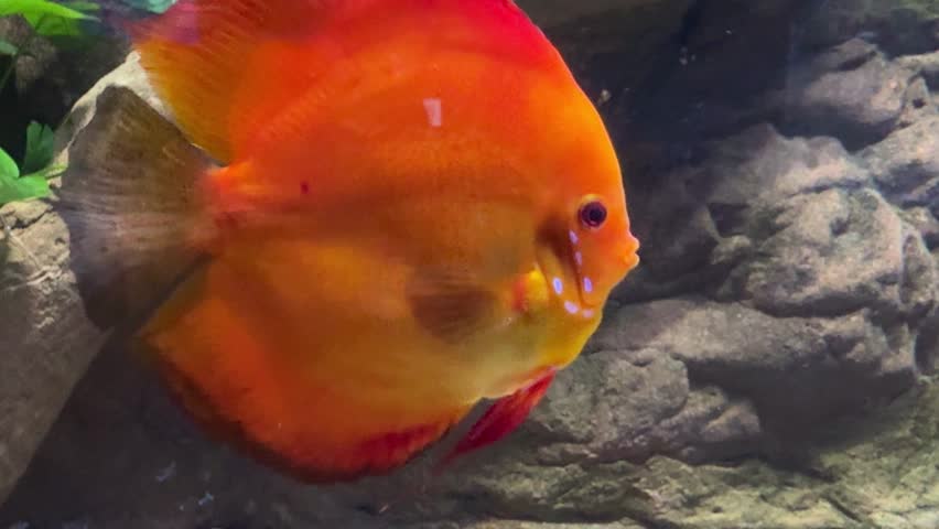 Bright orange discus fish Symphysodon aequifasciatus swimming in a freshwater aquarium with rocky background and aquatic plants. Tropical ornamental fish, aquascaping, exotic pet, underwater biodiversity.