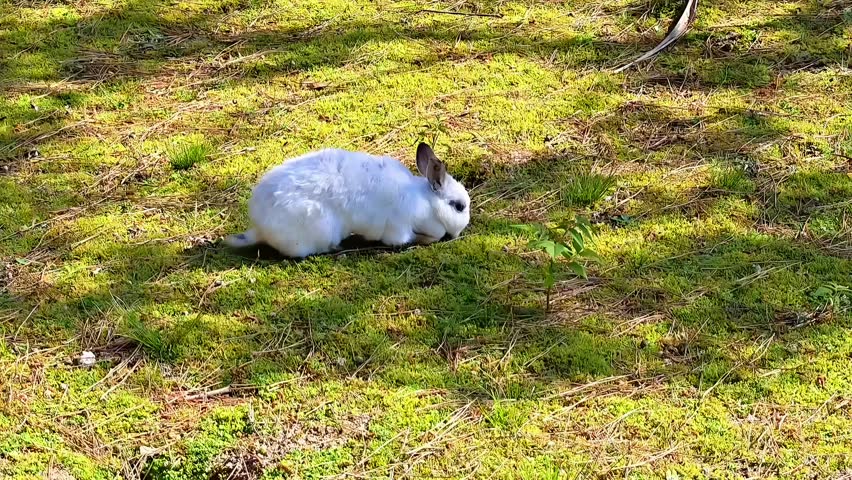 White Dwarf Rabbit grazing on grass, Domesticated Animal, Cottontail Fuzzy Furry Mammal, Spring Ecology, Easter Icon