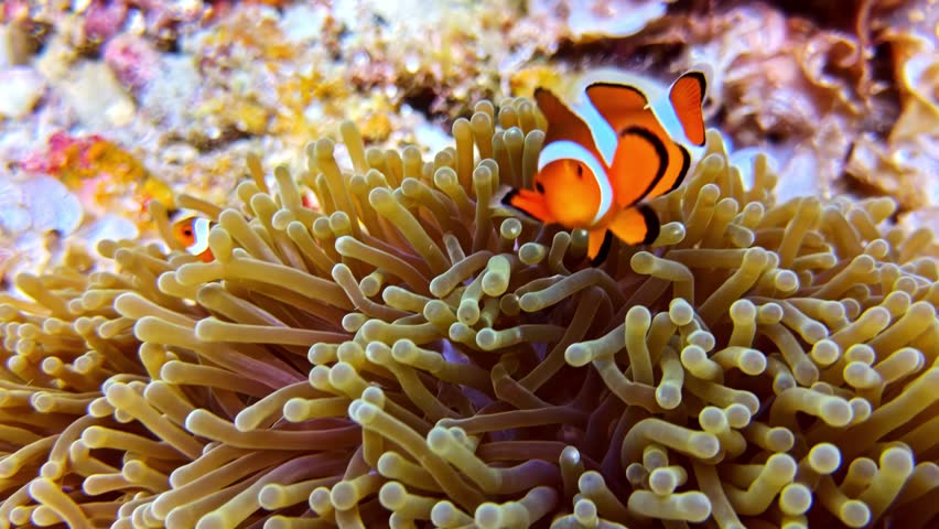 Marine ecosystem showcasing clownfish and host anemones