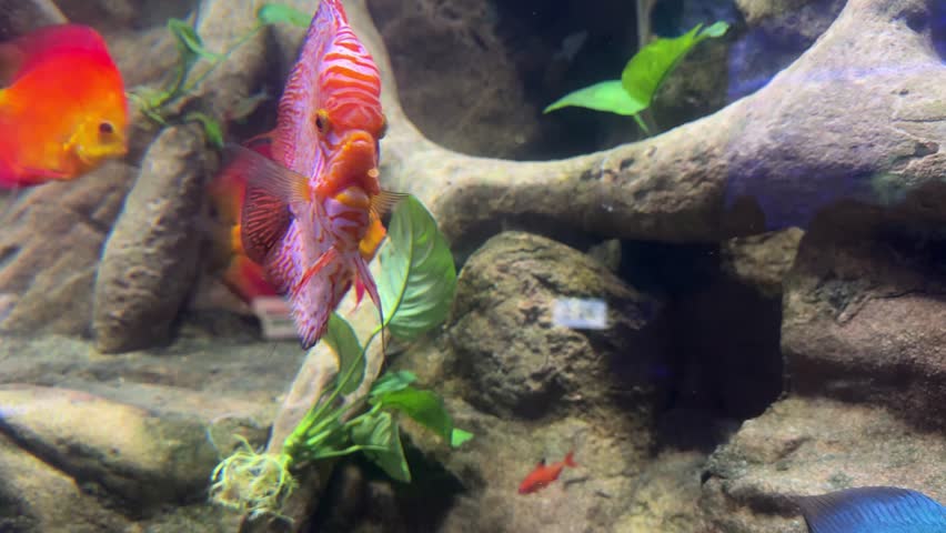 Symphysodon aequifasciatus discus fish swimming among driftwood and Anubias barteri aquatic plants in a freshwater aquarium. Tropical ornamental fish, aquascaping, exotic biodiversity, underwater wildlife.