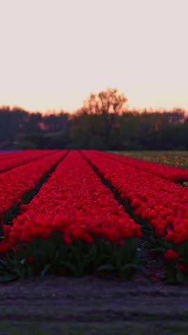 Moving vertical view of red tulip field at sunset in the Netherlands	
