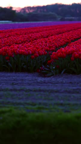 Moving vertical view of red tulip field at sunset in the Netherlands	
